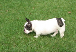 牛牛精品视频,探索视觉盛宴的奥秘